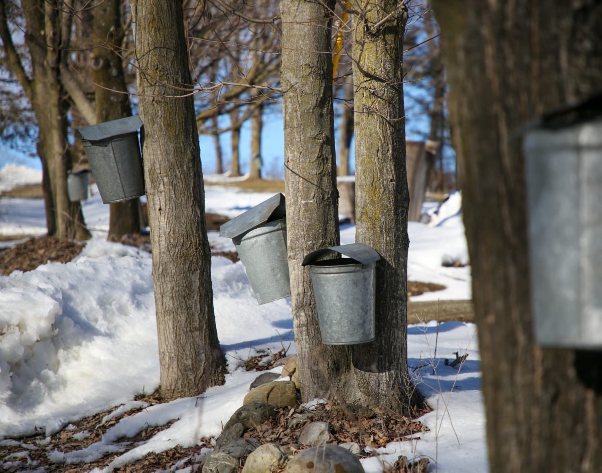 Maple Season by Patricia Garrett  Image: Maple Season by Patricia Garrett