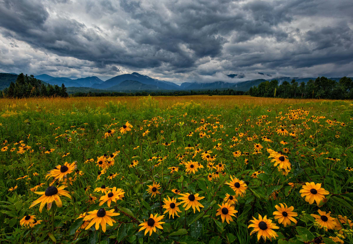 Adirondack Loj Road Wildflower Fields with Mt. Marcy, Colden and MacIntyre Range by Johnathan Esper  Image: Adirondack Loj Road wildflower fields with Mt. Marcy, Colden, and MacIntyre Range by Jonathan Esper