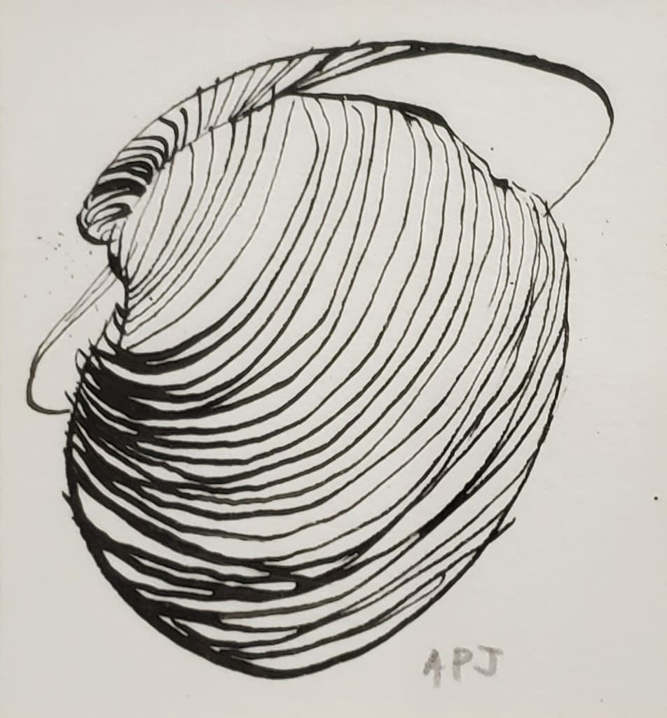 The Shell, II by Audrey Jacobson, Image 4.