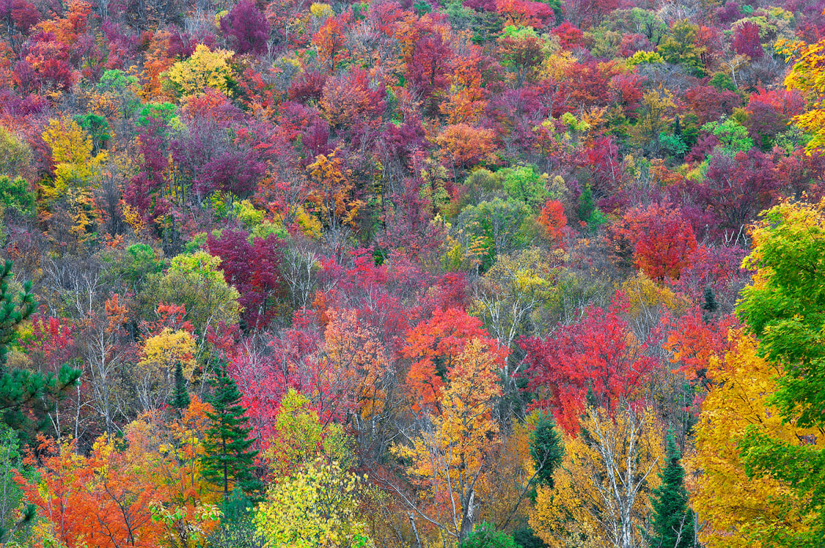 Foliage on Blue Mountain by Gary Larsen  Image: Foliage on Blue Mountain by Gary Larsen