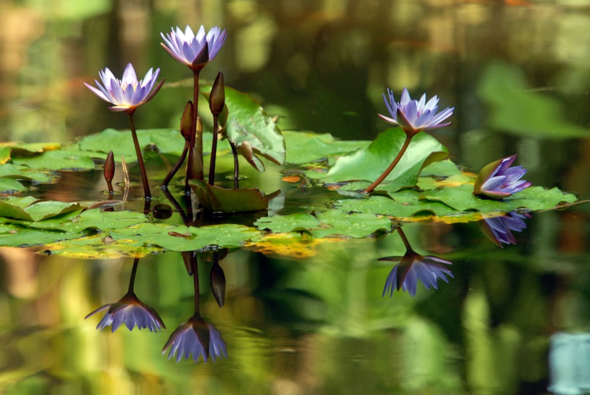 Flower Reflection by Don Polunci  Image: Flower Reflection by Don Polunci