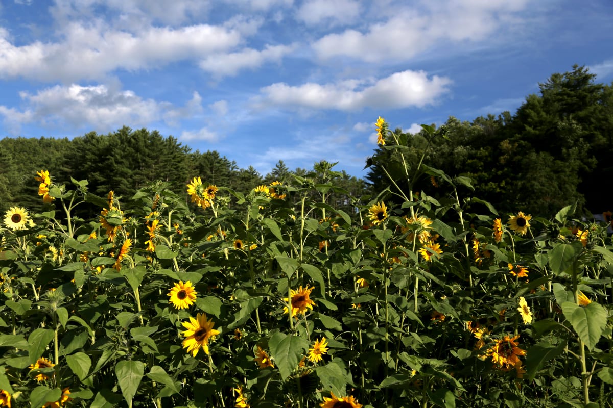 Sunflowers by Laura Seldman  Image: Sunflowers by Laura Seldman