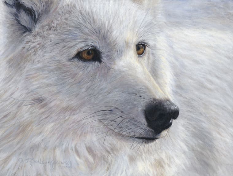 Arctic Gold  Image: The eyes of the arctic wolf are mesmerizing 