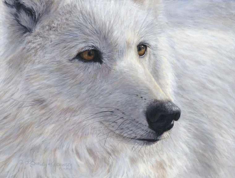 Arctic Gold, Image 1.