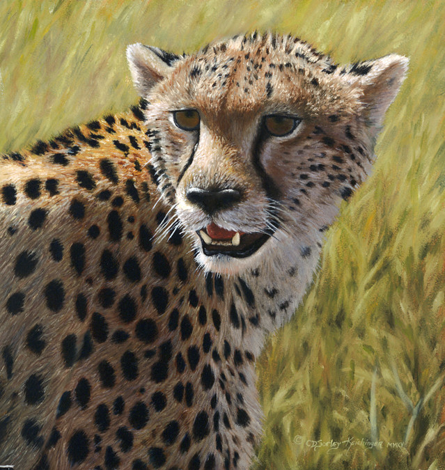 Cheetah Portrait by Cindy Sorley-Keichinger 