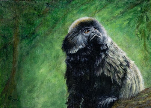 Geoldi's Monkey, Image 1.