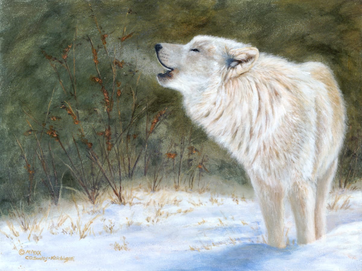 Winter Serenade  Image: Arctic Wolves are, in my opinion, the most beautiful of wolves.  But, their howling cry is as melodious as the timber wolf cry.