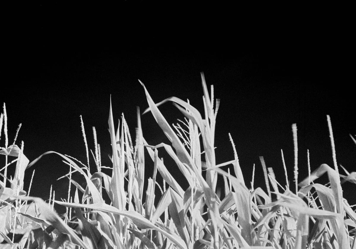 sweet corn by Marcel Kruse 