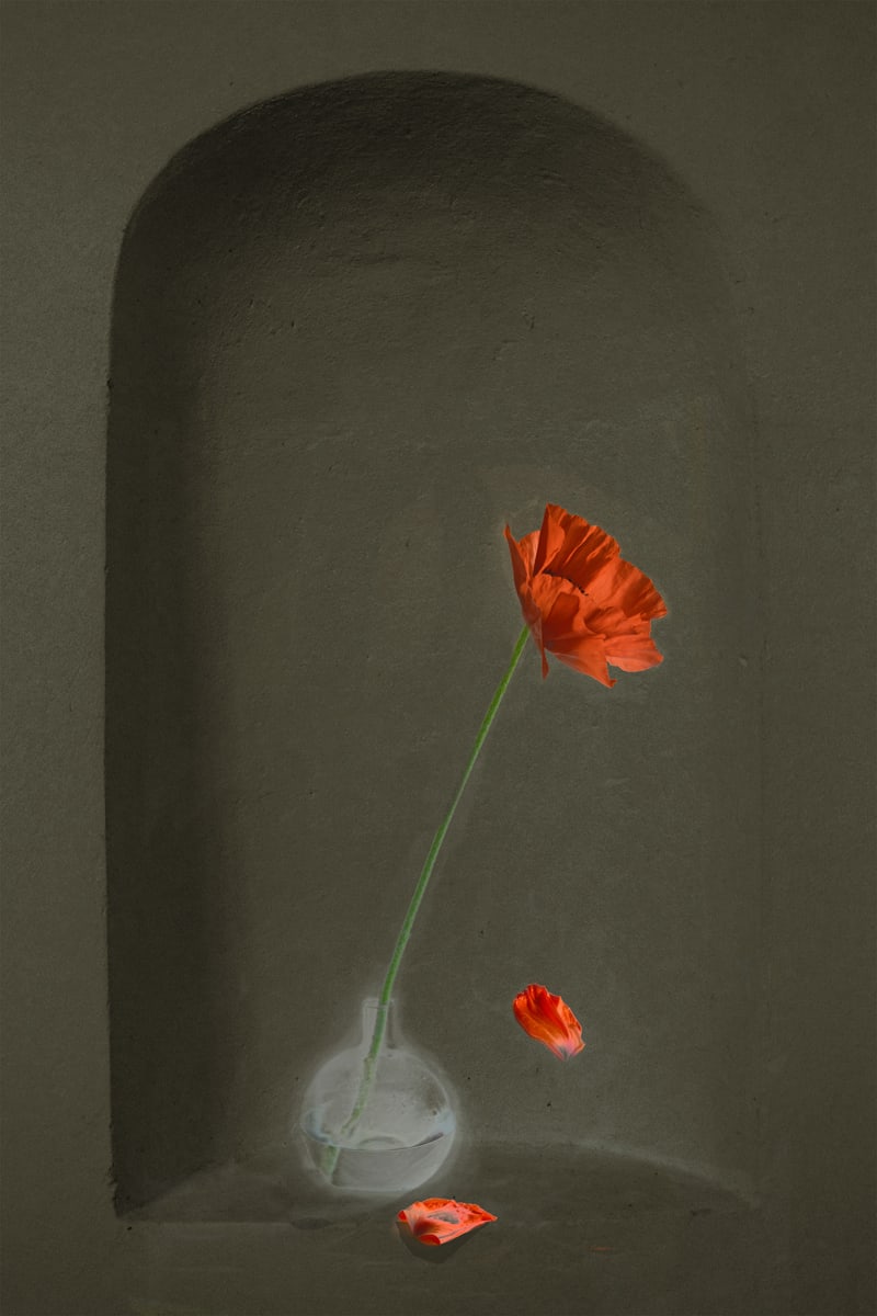 Beauty in Isolation 5_Poppy by Shelley C Rose 