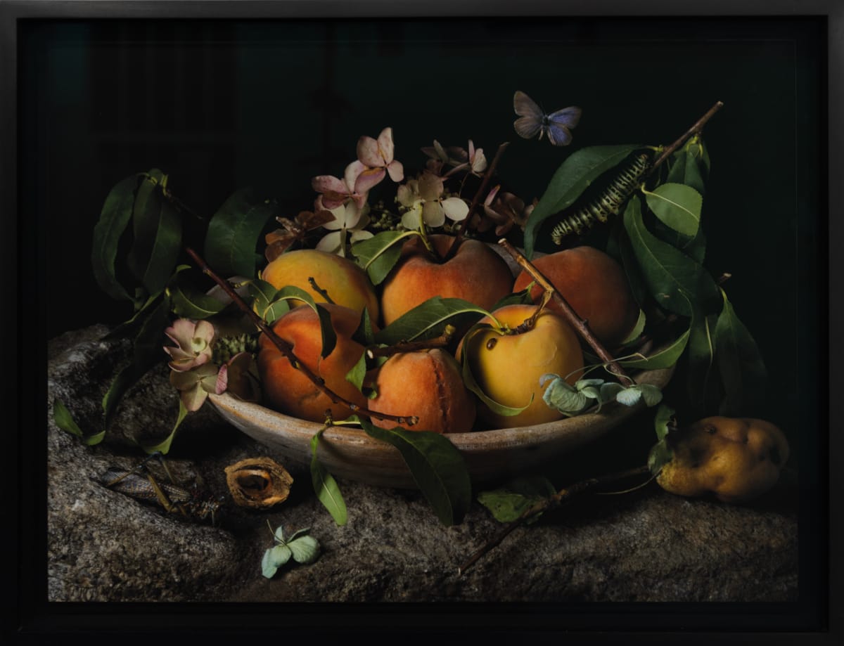 Peaches and Hydrangeas, After G.G. #1 by Paulette Tavormina 
