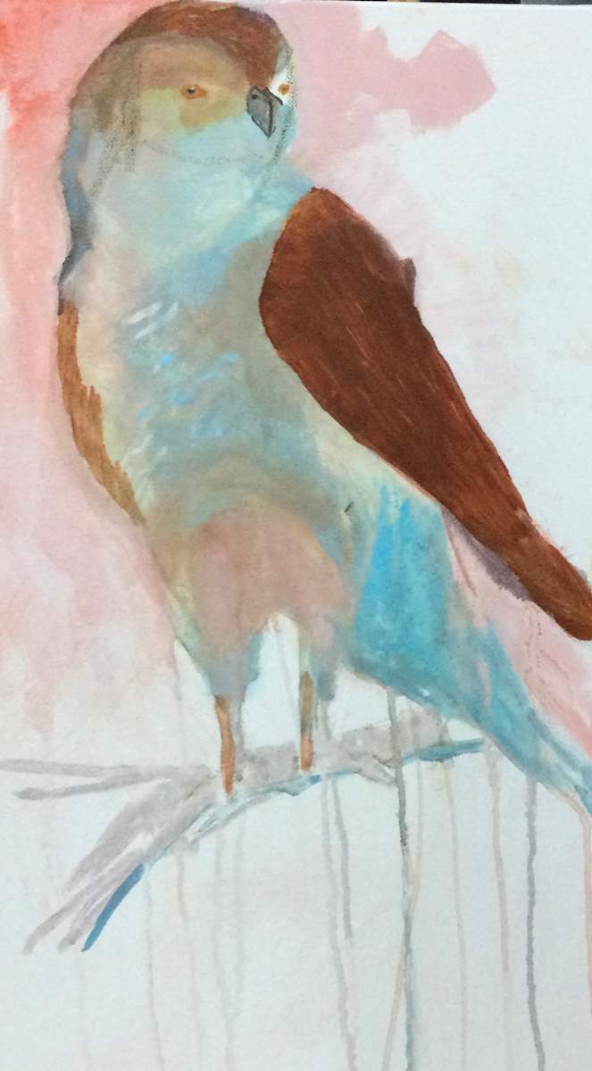 Cooper Hawk by Jude Robinson 