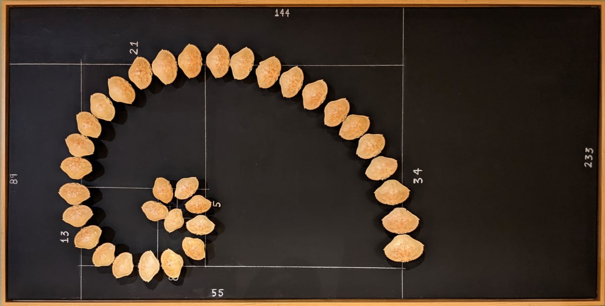 Fibonacci Crabs by Maya Leites 