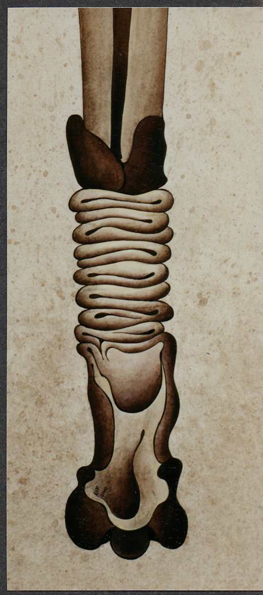 Loblolly Totem by Amy Ferrari, Image 1.