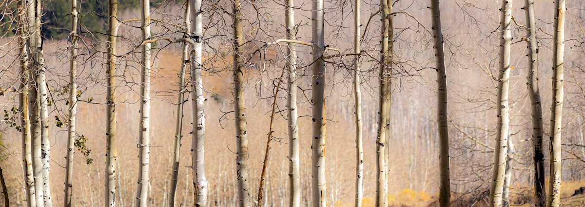Aspen picket, Utah by Joe Doherty, Image 1.