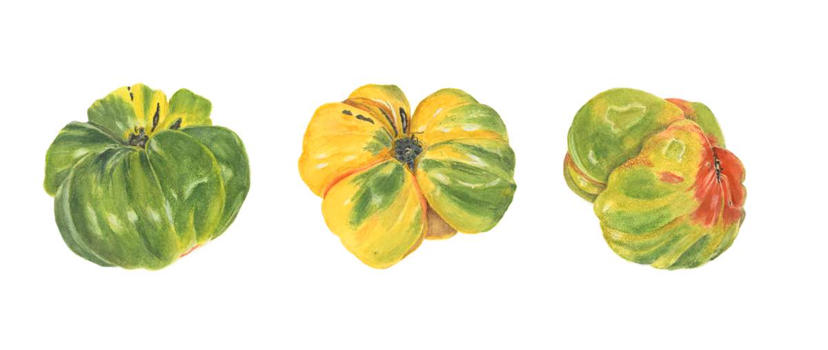 Maturing Tomato by Sally Jacobs 