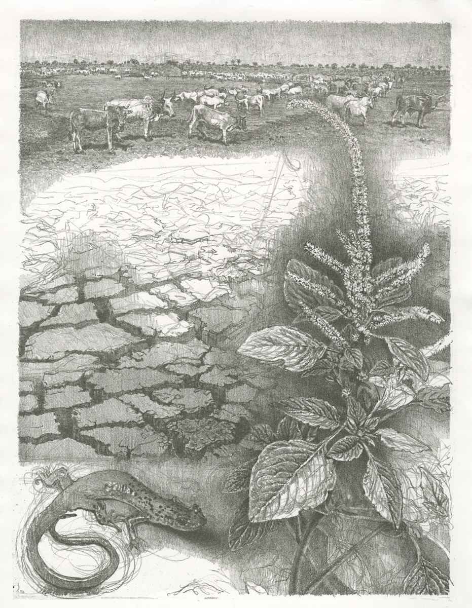 Siccative by Curtis Bartone 