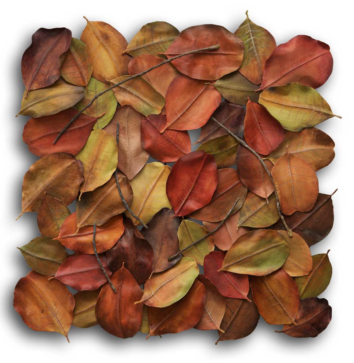 53 leaves by Gary Polonsky, Image 1.