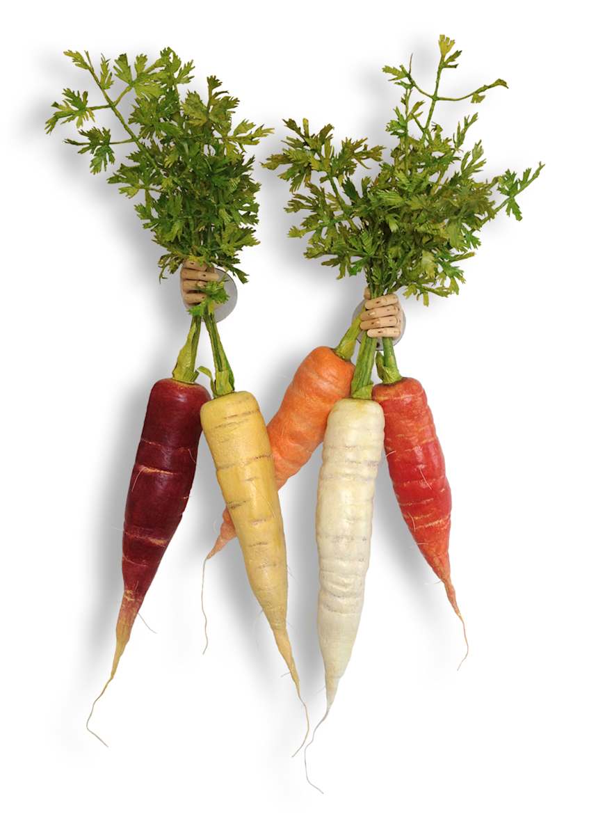 5 carrots by Gary Polonsky, Image 1.
