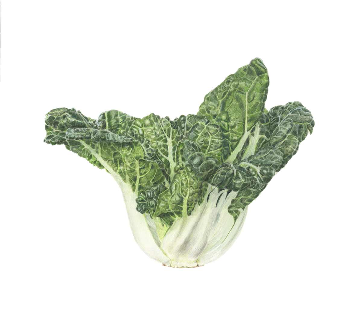 Baby Bok Choy by Sally Jacobs 