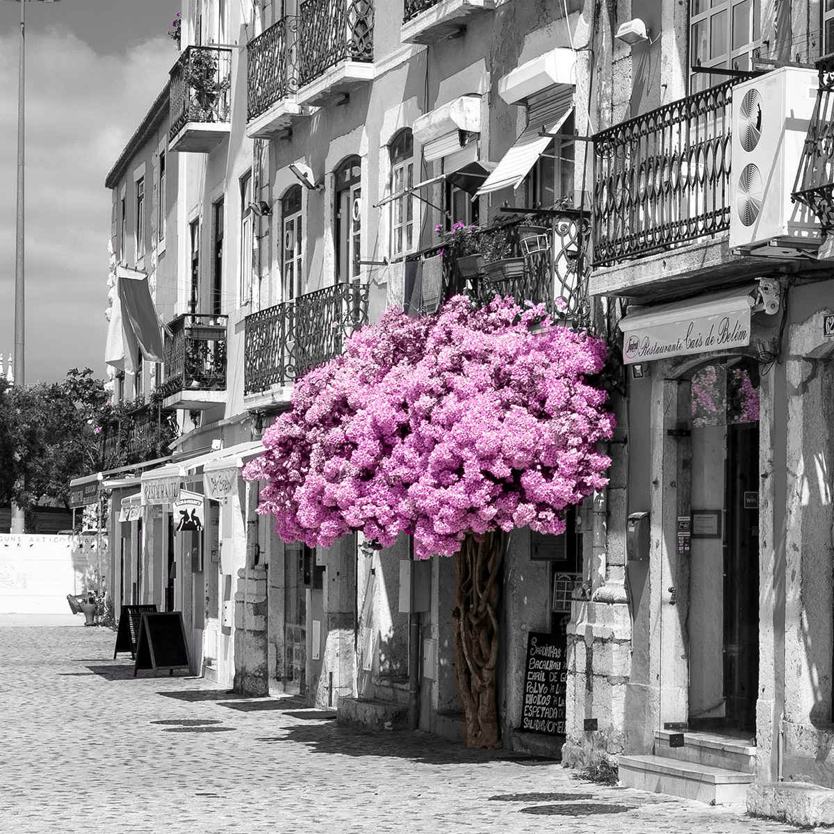 Belem Bougainvillea by Eric Renard 