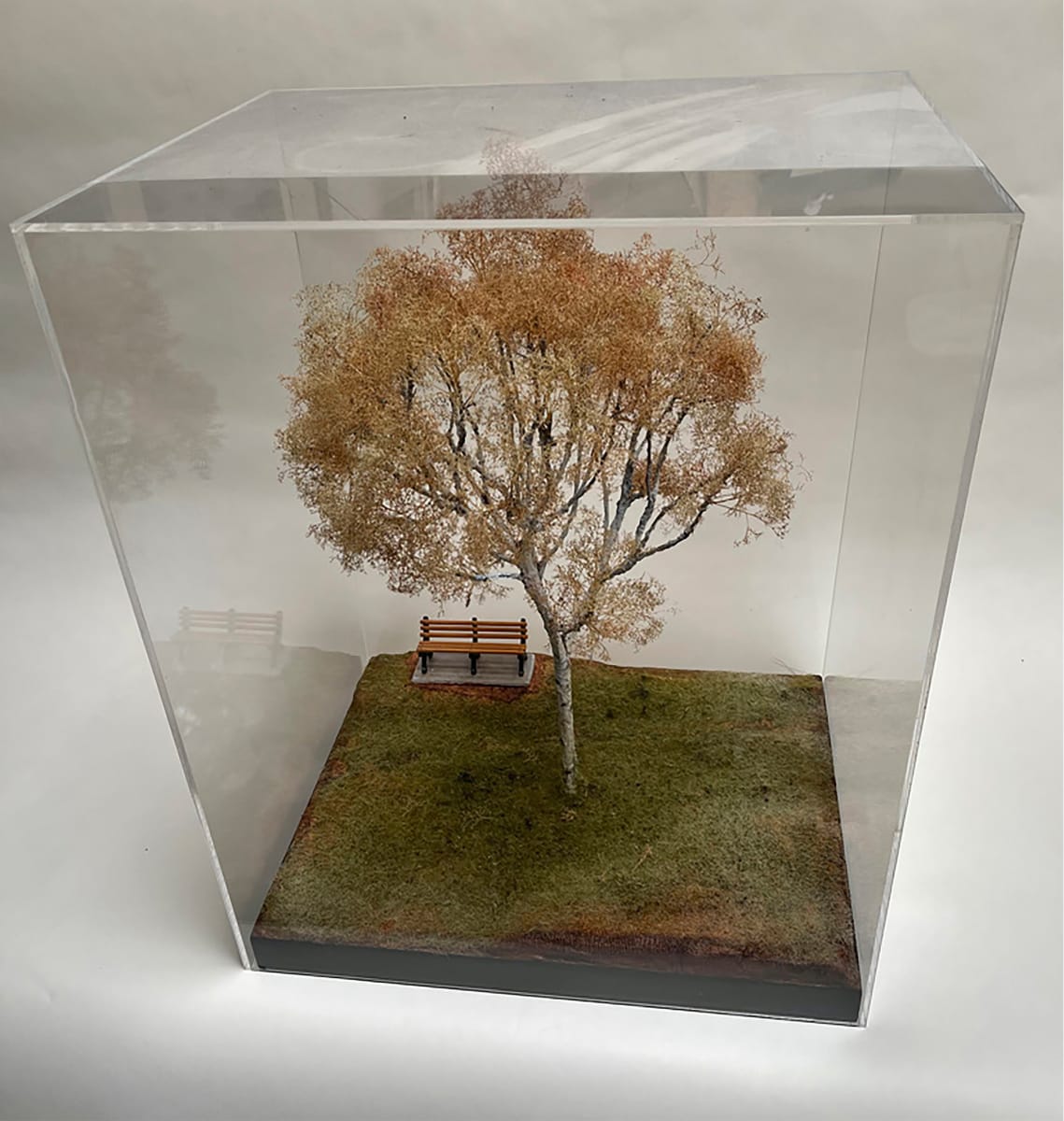 Birch tree in Plexi case by Gary Polonsky 