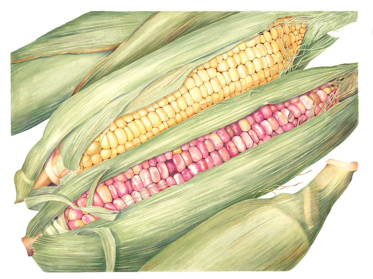 Corn by Sally Jacobs 