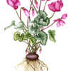 Cyclamen by Sally Jacobs 
