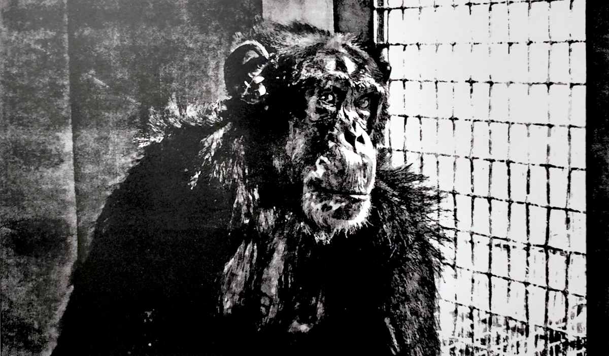 Caged Chimpanzee by Karen Fiorito, Image 1.