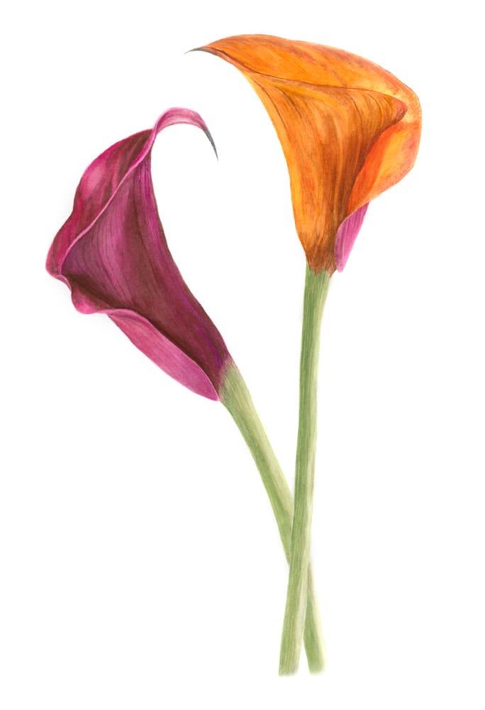 Calla Lily by Sally Jacobs 