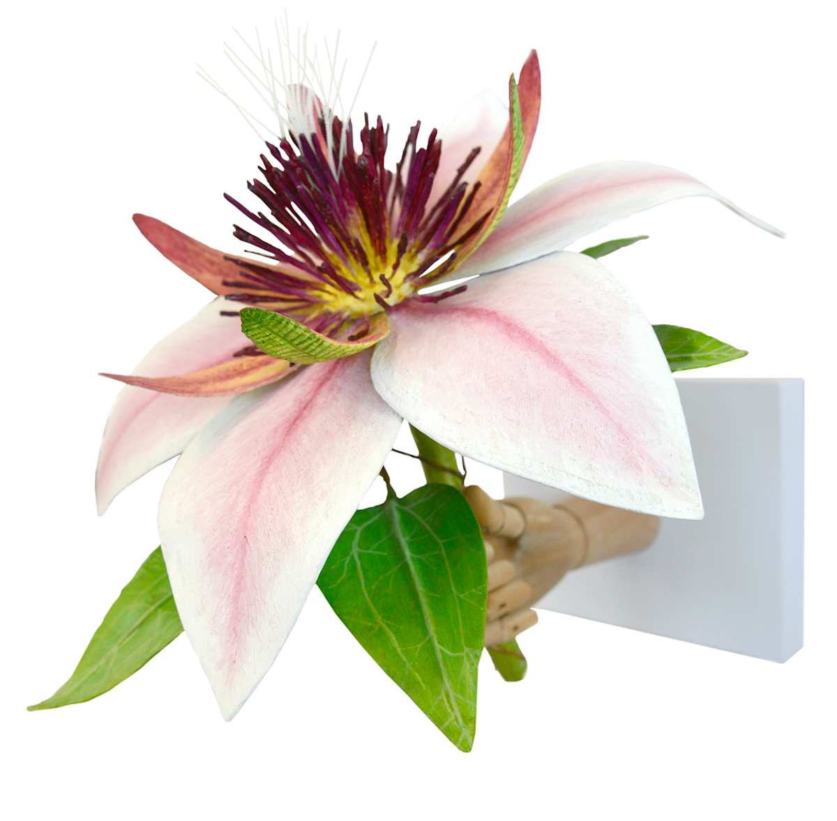 Clematis Hybrid by Gary Polonsky, Image 1.