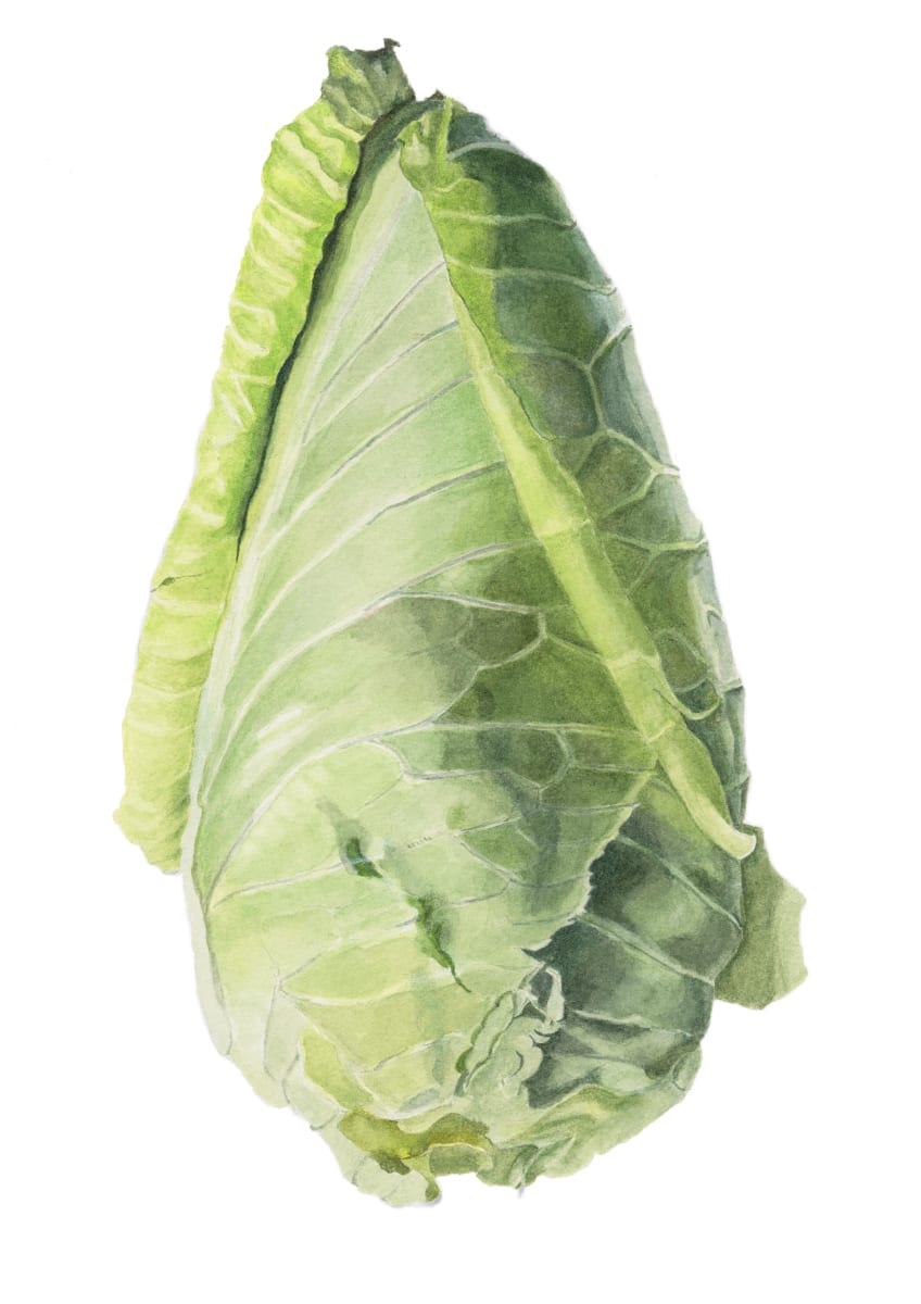 Cone Cabbage by Sally Jacobs 