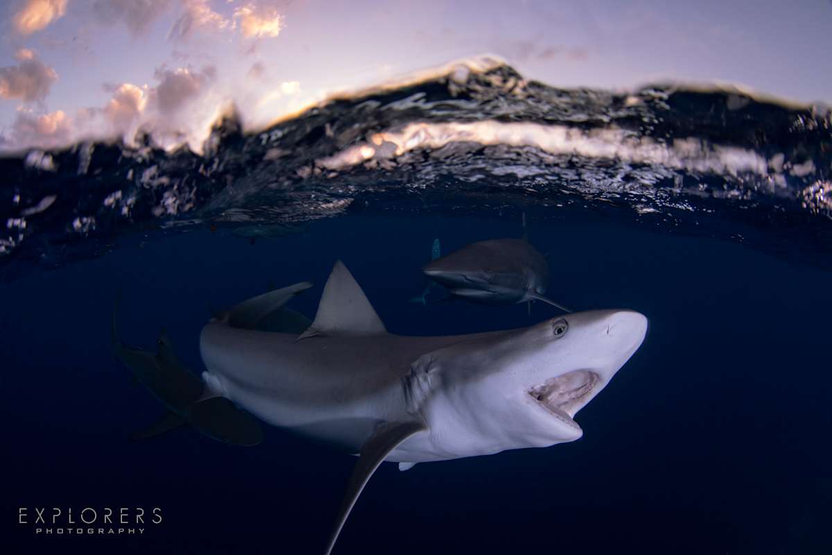 Shark at Sunset (over-hunter) by Steven Lopez 