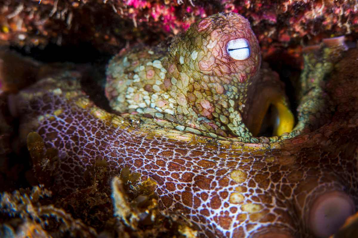 The Hidden Dreamer by Explorers Photography 