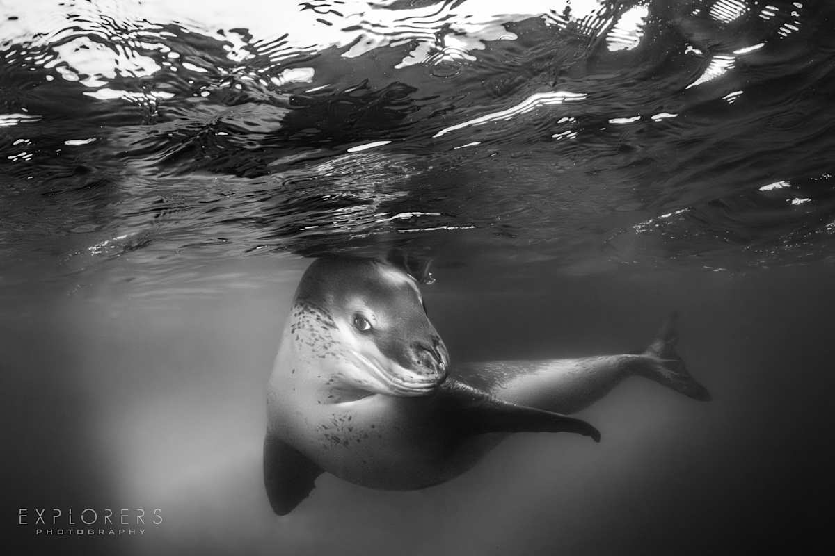 Close Encounter by Steven Lopez 