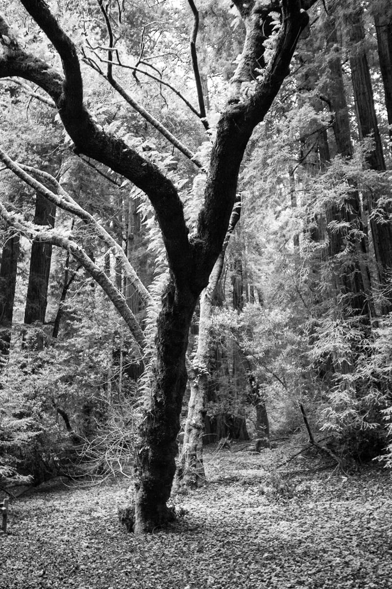 Muir Woods by Eric Renard 