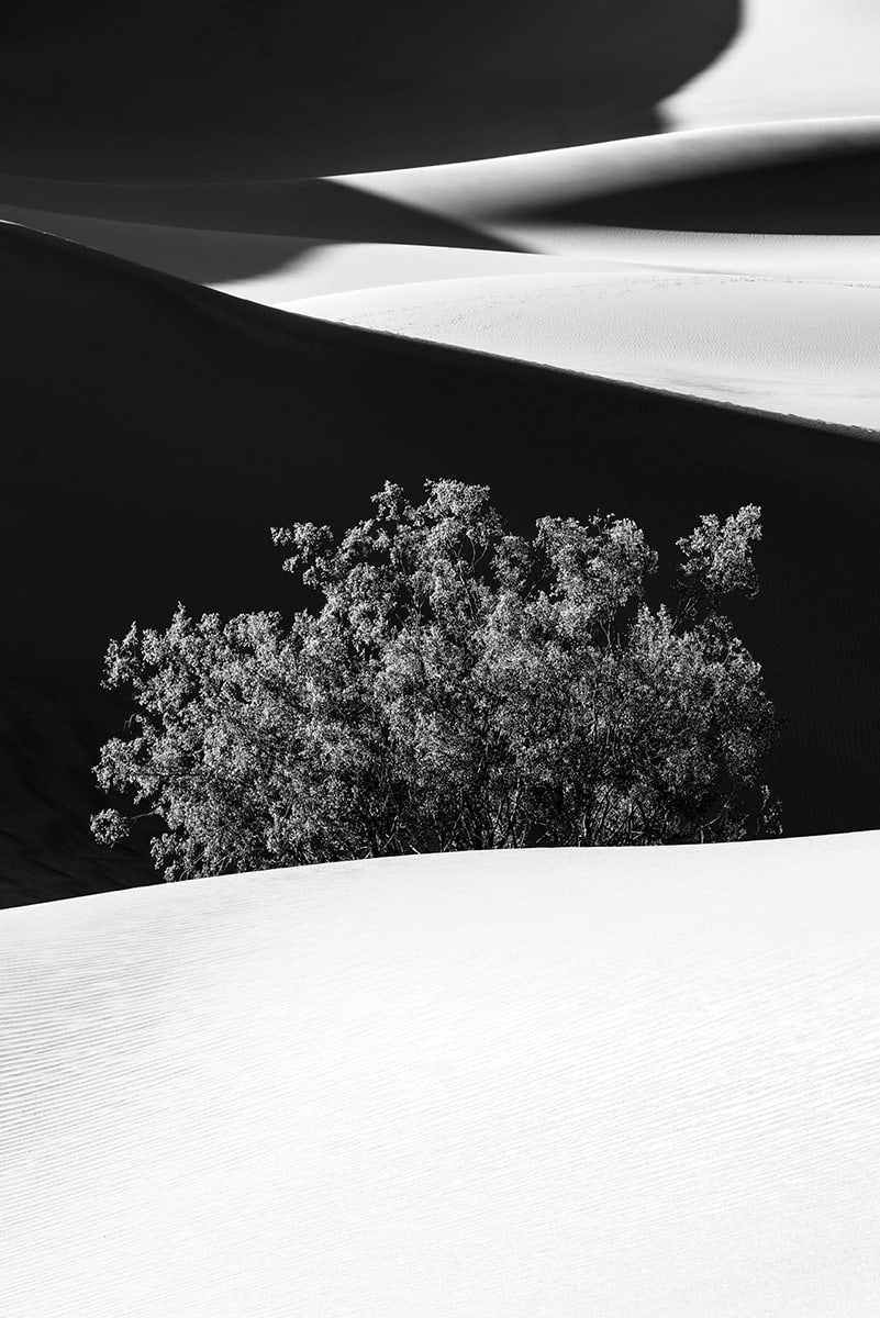 Mesquite Flats by Eric Renard 