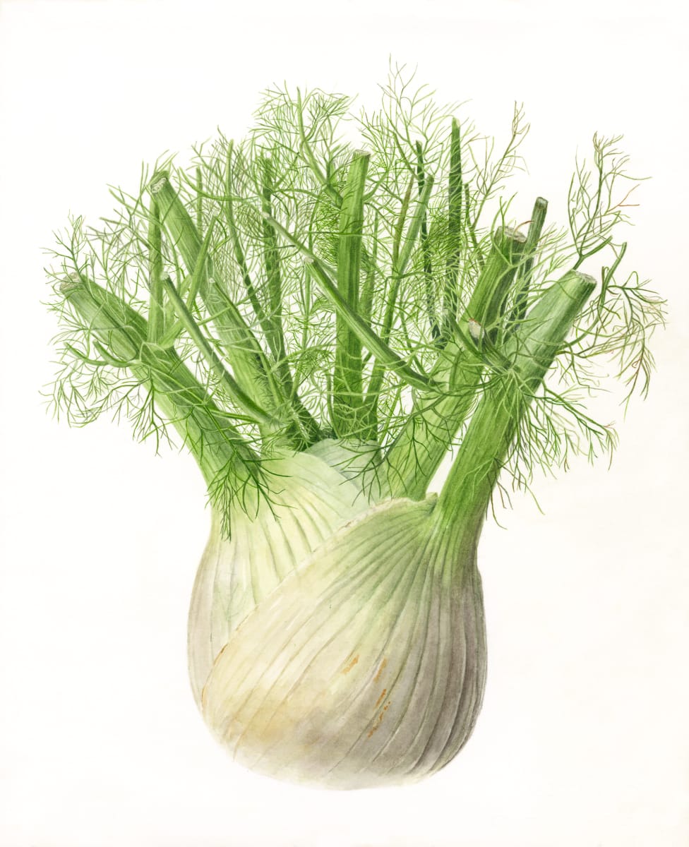 Fennel by Sally Jacobs 