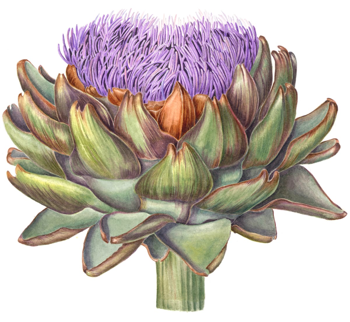 Flowering Artichoke by Sally Jacobs 