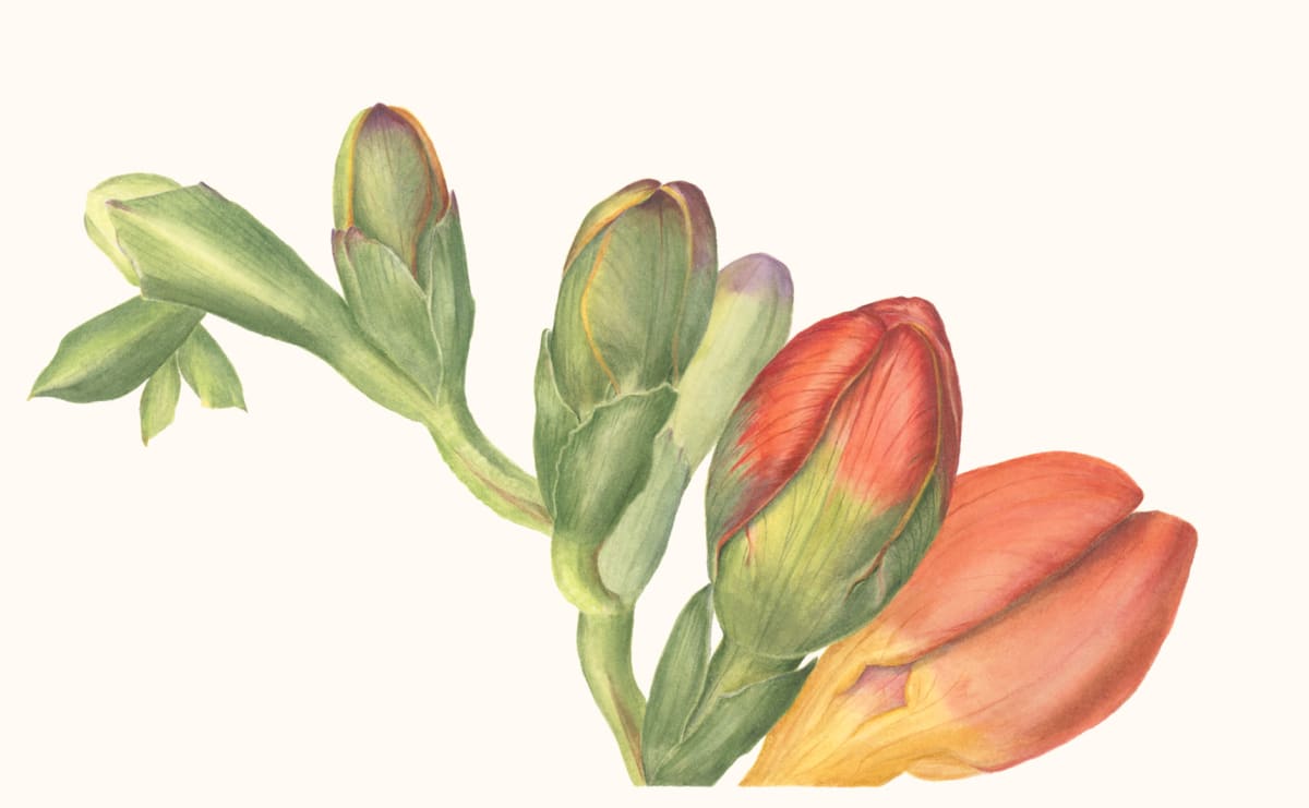 Freesia by Sally Jacobs 