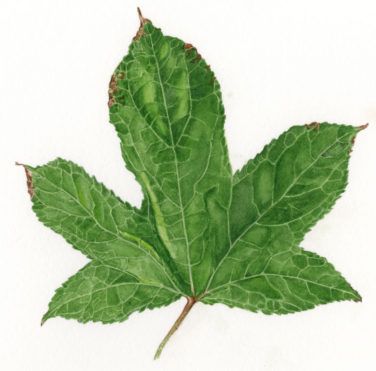 Sweetgum Leaf by Sally Jacobs 