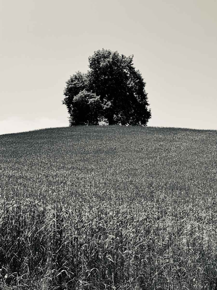 Tree in Wheat Field, Zurich by James Gunderson 