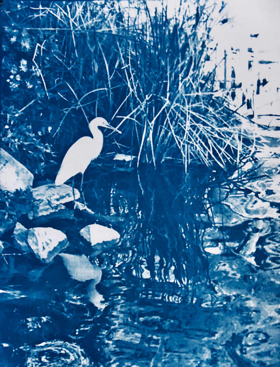 Egret, Lake San Marcos by Karen Fiorito, Image 1.