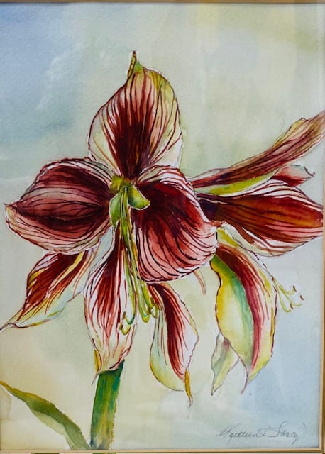 Amaryllis by Kathleen Losey 