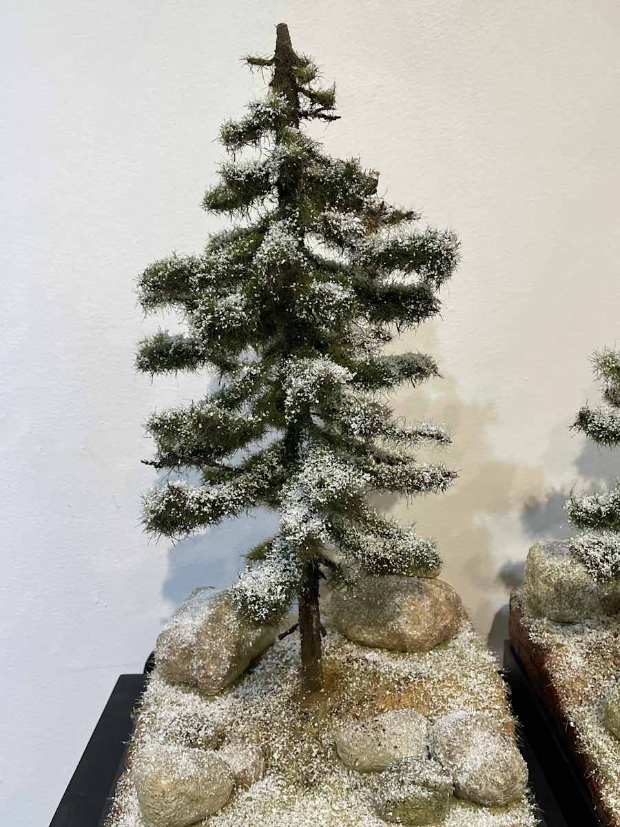 First Snow Pine Tree (B) by Gary Polonsky, Image 1.