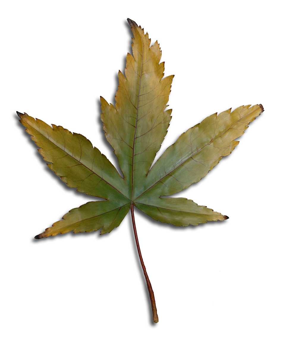 Japanese Maple leaf by Gary Polonsky, Image 1.
