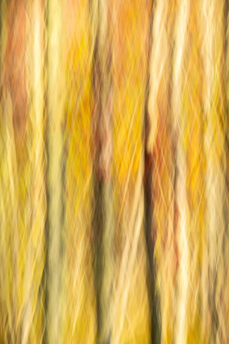 Into the picket by Joe Doherty, Image 1.