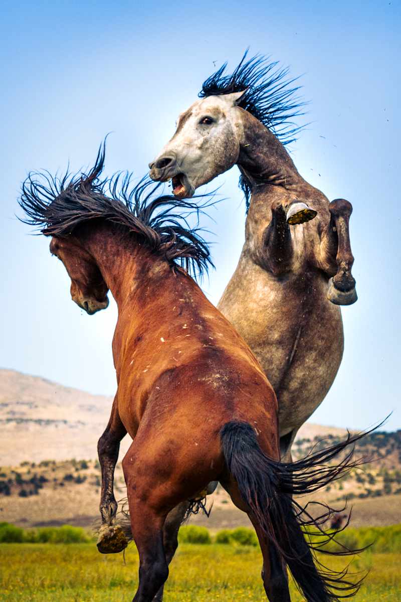 Dominance Games by Joe Doherty, Image 1.