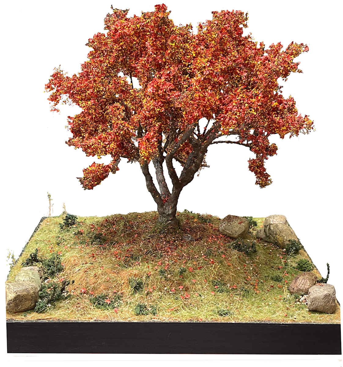 Japanese Maple tree by Gary Polonsky, Image 1.