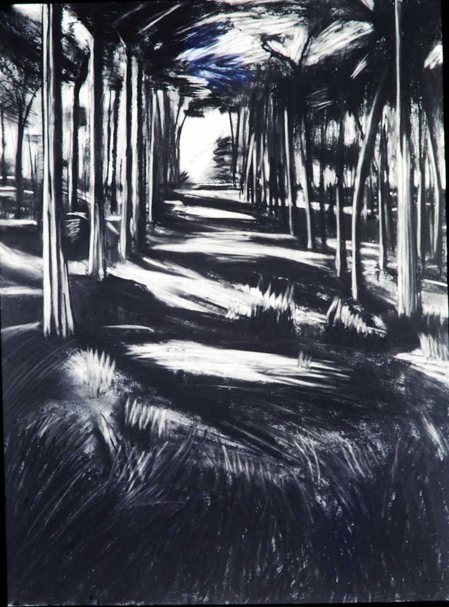 Peg’s Woods - Drawing, Honorable Mention by Lydia Kann 