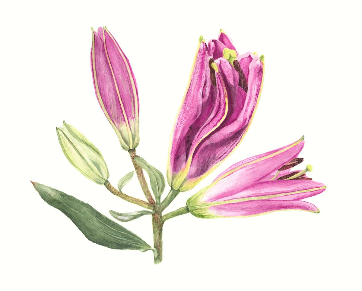 Lily Buds by Sally Jacobs 